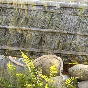 白い蛇がいる、、、、の写真1枚目