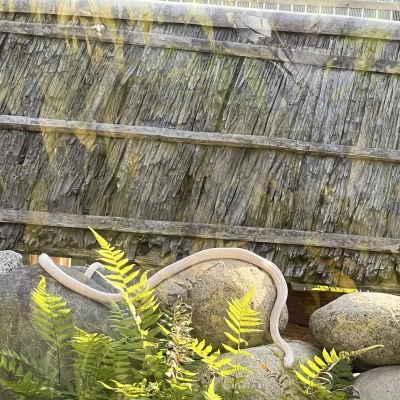 白い蛇がいる、、、、