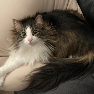 もえです🐰の写真1枚目