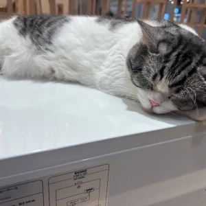 猫カフェ🐈⸒⸒⸒⸒の写真1枚目