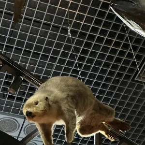 あみです〜ᐡ ̳ᴗ  ̫ ᴗ ̳ᐡ 🍒の写真1枚目