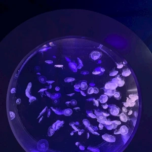 こんばんは～✨✨の写真1枚目