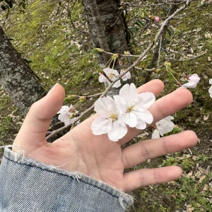 2026.4.3の写真1枚目