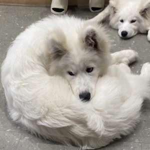 昨日原宿にあるの写真1枚目