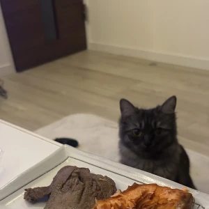 こんばんは🐱☀️の写真1枚目