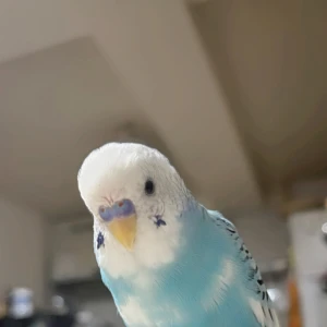 8/18①の写真1枚目