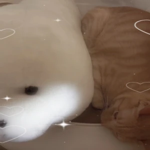 ゆあですꔛ‪‪🎀ෆ˚*の写真1枚目