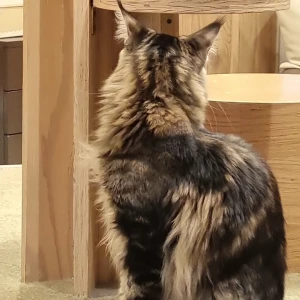 えりかだよー💜‪の写真1枚目