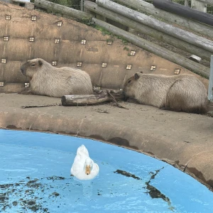 おはようございます。ゆまです🧸🥀の写真1枚目