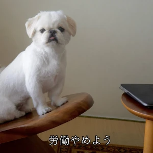 こんばんわん！みゆです🐶🐶🐶の写真1枚目
