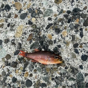 釣り‼️の写真1枚目