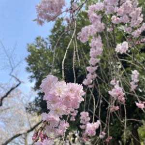 こんばんは、まきです🍒の写真1枚目