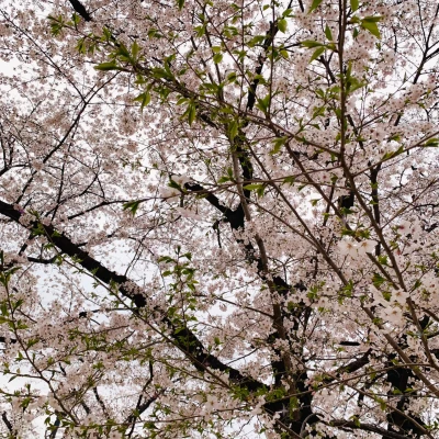 もあです🍒
