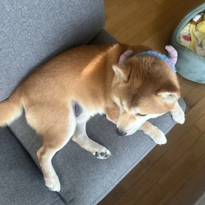 昨日実家帰ってゆっくりしての写真1枚目