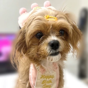 0902🐶の写真1枚目