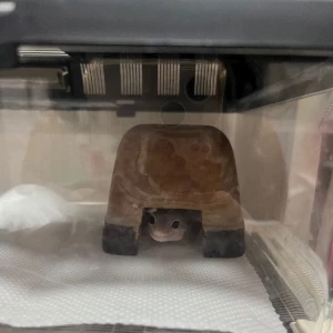 私のかわいいペットを見て！の写真1枚目