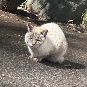 るのだよ〜🍀*゜の写真1枚目