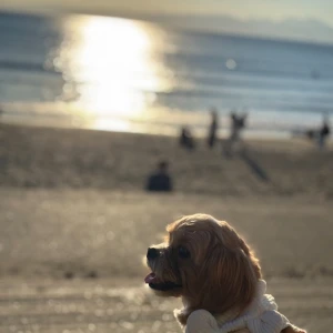 1112🐶の写真1枚目