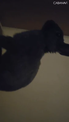 寝付けなくてずっとうさ隣に置いてた- ̗̀ 🐇  ̖́-の写真