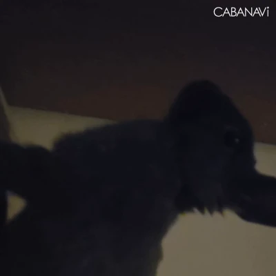 寝付けなくてずっとうさ隣に置いてた- ̗̀ 🐇  ̖́-