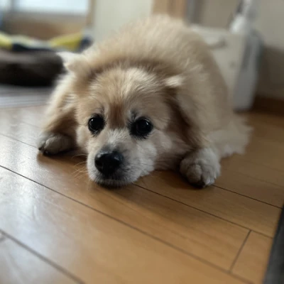 <p>こんばんはるなです❣️<br>二日間お休みありがとうございました😳<br>愛犬に会えました〜🐶💖💖<br>世界一可愛いです🤭<br>セロトニンドバドバ😏🫧<br>シ...