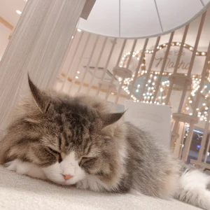 今日はティアラお休みさせていただきました...の写真1枚目