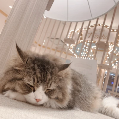 今日はティアラお休みさせていただきました...