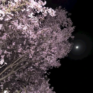 夜桜🌸の写真1枚目