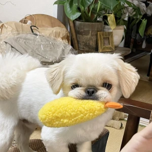 こんばんわんわん！みゆです★☽☆の写真1枚目