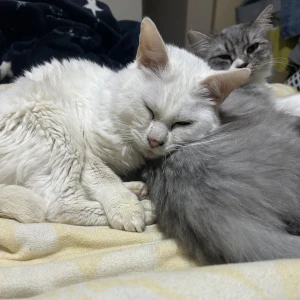 こんばんは🌙の写真1枚目