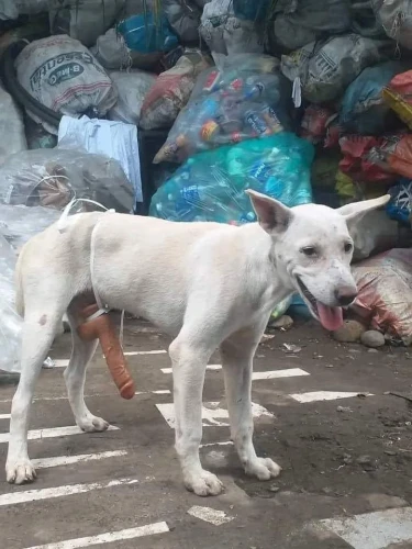 クイズ犬 が あらわれた (9月のお死らせ)