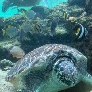 🦈✨の写真1枚目