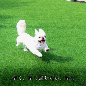 こんばんわんわん！みゆです꒰ ᐡᴗ͈ ·̫ ᴗ͈ ꒱🌙の写真1枚目