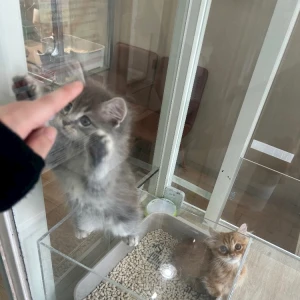 こんばんは🦁の写真1枚目