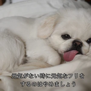 こんばんわん🌙みゆです‎૮ >ﻌ< ა✌🏻🍒🎶の写真1枚目