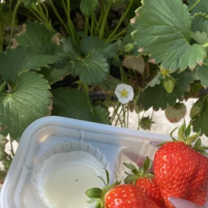 🍓の写真1枚目