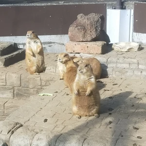 🎍明けましておめでとうございます🎍の写真1枚目