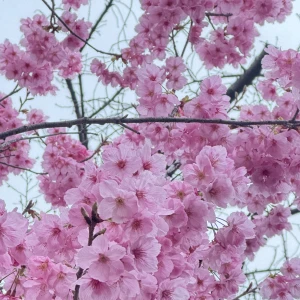 こんばんは🎶の写真2枚目