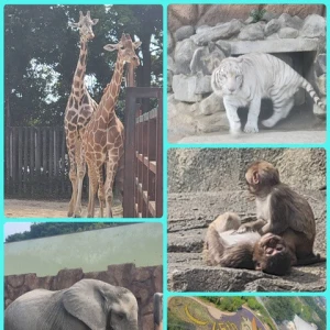 動物園🦁の写真3枚目