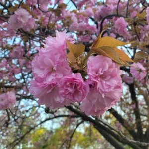 4月🌸の写真1枚目