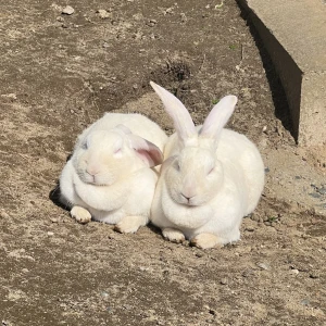 ゆあです₊‧°𐐪♡𐑂°‧₊の写真1枚目