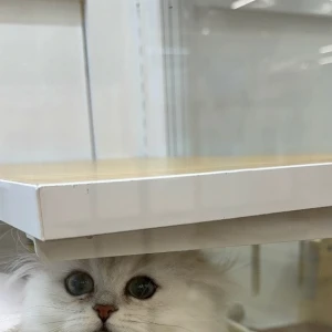 4.4の写真1枚目