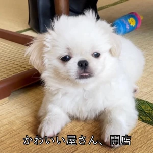 ゆあです🐕‍🦺ᯓ ❥の写真1枚目