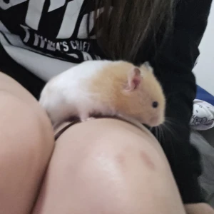 あたいの激カワハムスター大きなお友達編‪🐹の写真1枚目