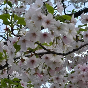 満開の桜🌸の写真2枚目