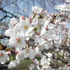 上野ハッピーギャングですの写真1枚目