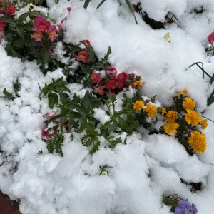 こんにちは、ゆりあですの写真1枚目