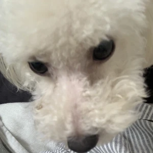 こんばんは、ぽちです🐾の写真1枚目