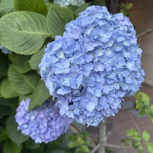 こんにちは、ゆりあですの写真1枚目
