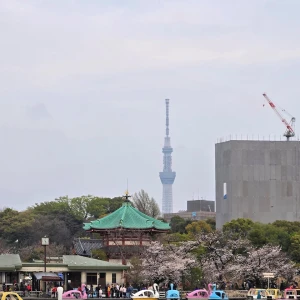 満開の桜🌸の写真3枚目